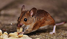 electromagnetic-and-ultrasonic-pest-repellents Experts in Swoyersville